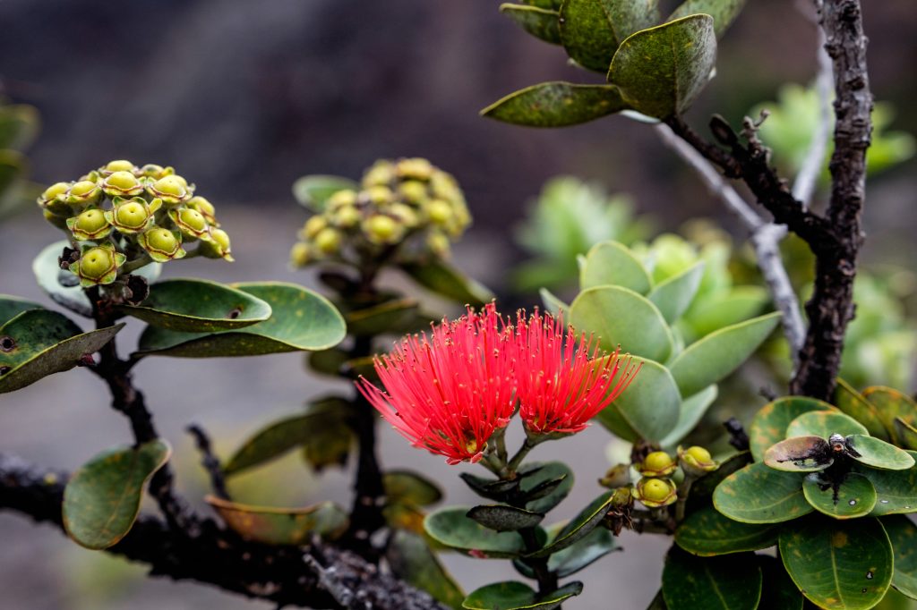 Ohia lehua flower