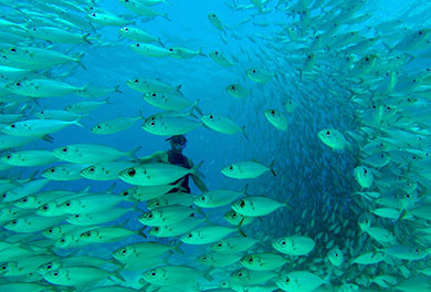 A diver in the ocean is surrounded by fish.