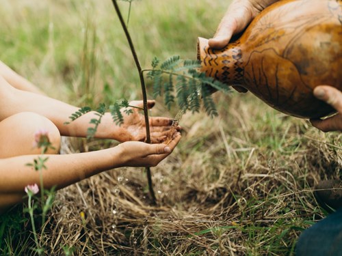 Photo of two hands holding a gourd and pouring out water from it into another pair of hands and watering a plant in a grassy area.