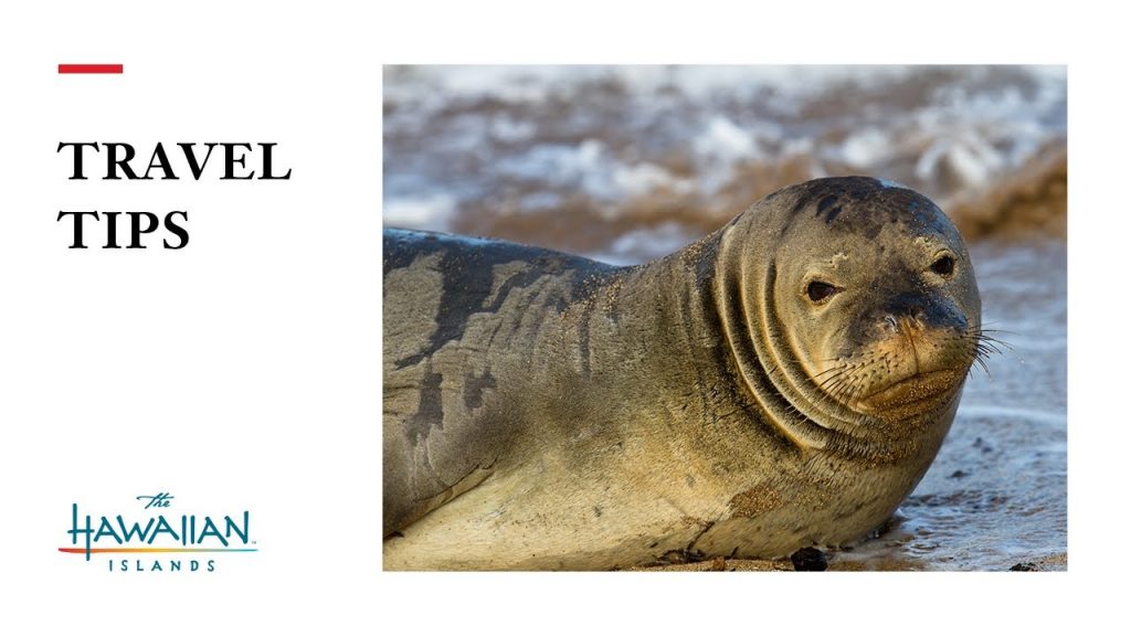 Monk seal in thumbnail from GoHawaii Youtube channel